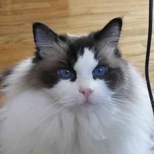 Meet your Posher, Carol